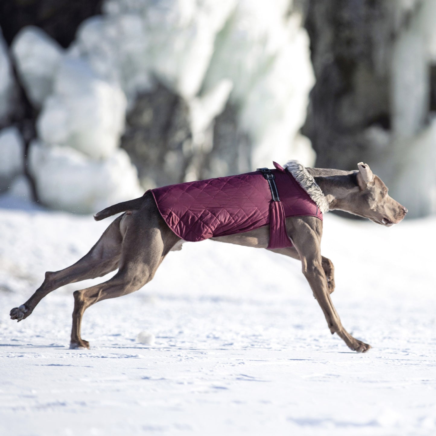 New Winter Heavy Duty Large Dog Jacket | All Weather Thickened Fleece Warm Pet Coat, Windproof Cold-Proof Adjustable Dog Parka for Big Breeds, Must Have Best Seller, Polyester, Pullover and Zipper Closure