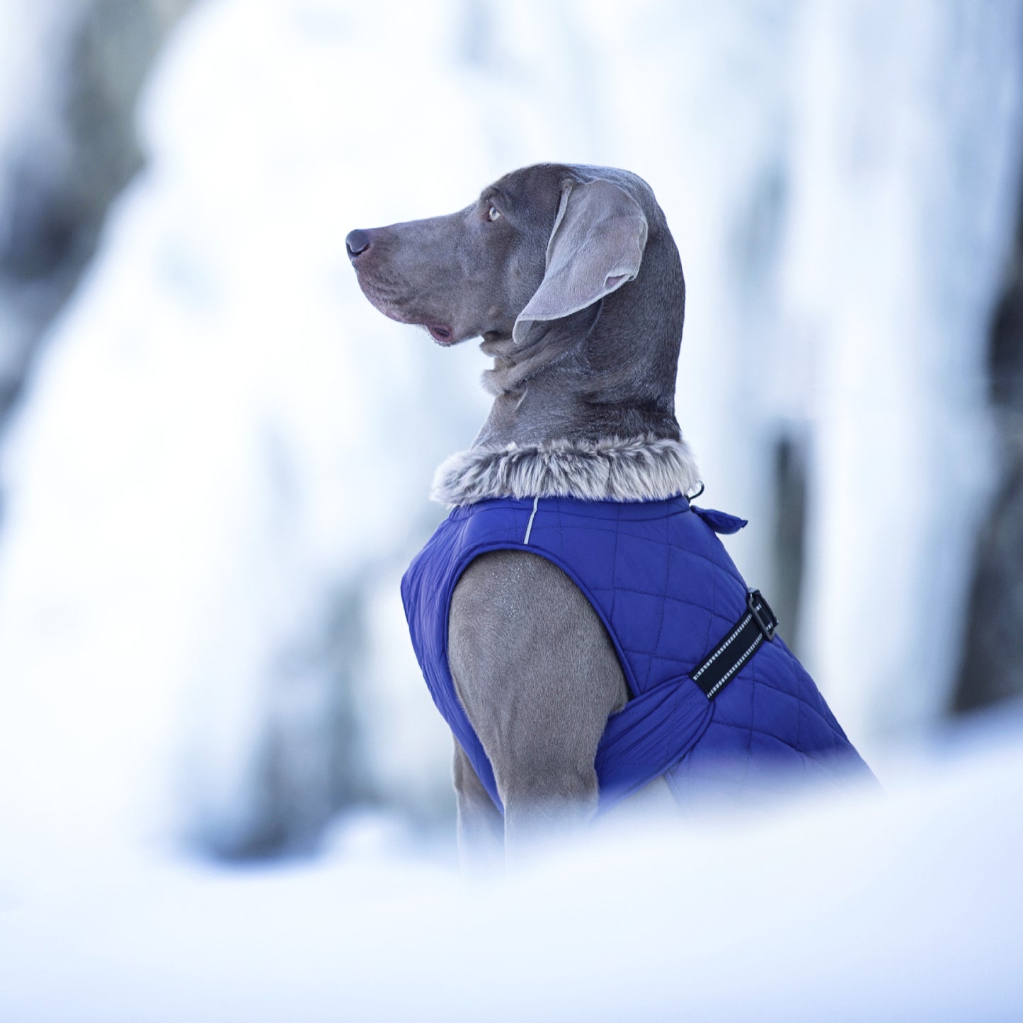 New Winter Heavy Duty Large Dog Jacket | All Weather Thickened Fleece Warm Pet Coat, Windproof Cold-Proof Adjustable Dog Parka for Big Breeds, Must Have Best Seller, Polyester, Pullover and Zipper Closure