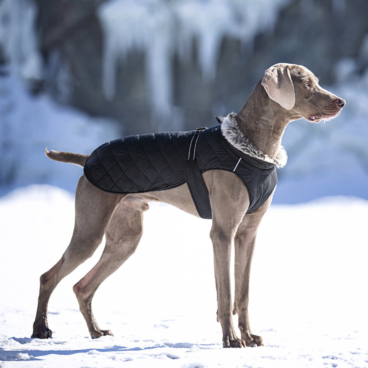 New Winter Heavy Duty Large Dog Jacket | All Weather Thickened Fleece Warm Pet Coat, Windproof Cold-Proof Adjustable Dog Parka for Big Breeds, Must Have Best Seller, Polyester, Pullover and Zipper Closure