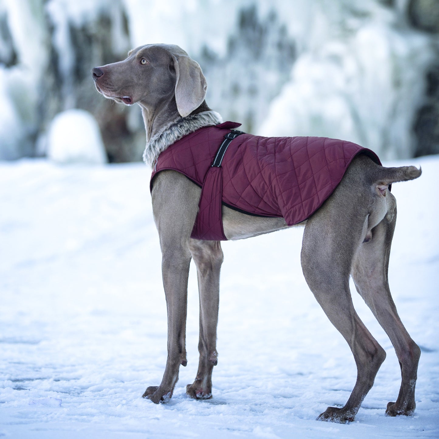 New Winter Heavy Duty Large Dog Jacket | All Weather Thickened Fleece Warm Pet Coat, Windproof Cold-Proof Adjustable Dog Parka for Big Breeds, Must Have Best Seller, Polyester, Pullover and Zipper Closure