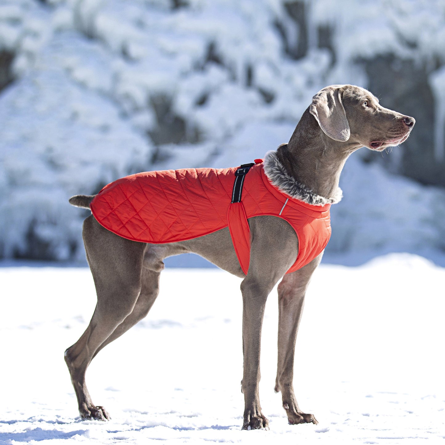 New Winter Heavy Duty Large Dog Jacket | All Weather Thickened Fleece Warm Pet Coat, Windproof Cold-Proof Adjustable Dog Parka for Big Breeds, Must Have Best Seller, Polyester, Pullover and Zipper Closure